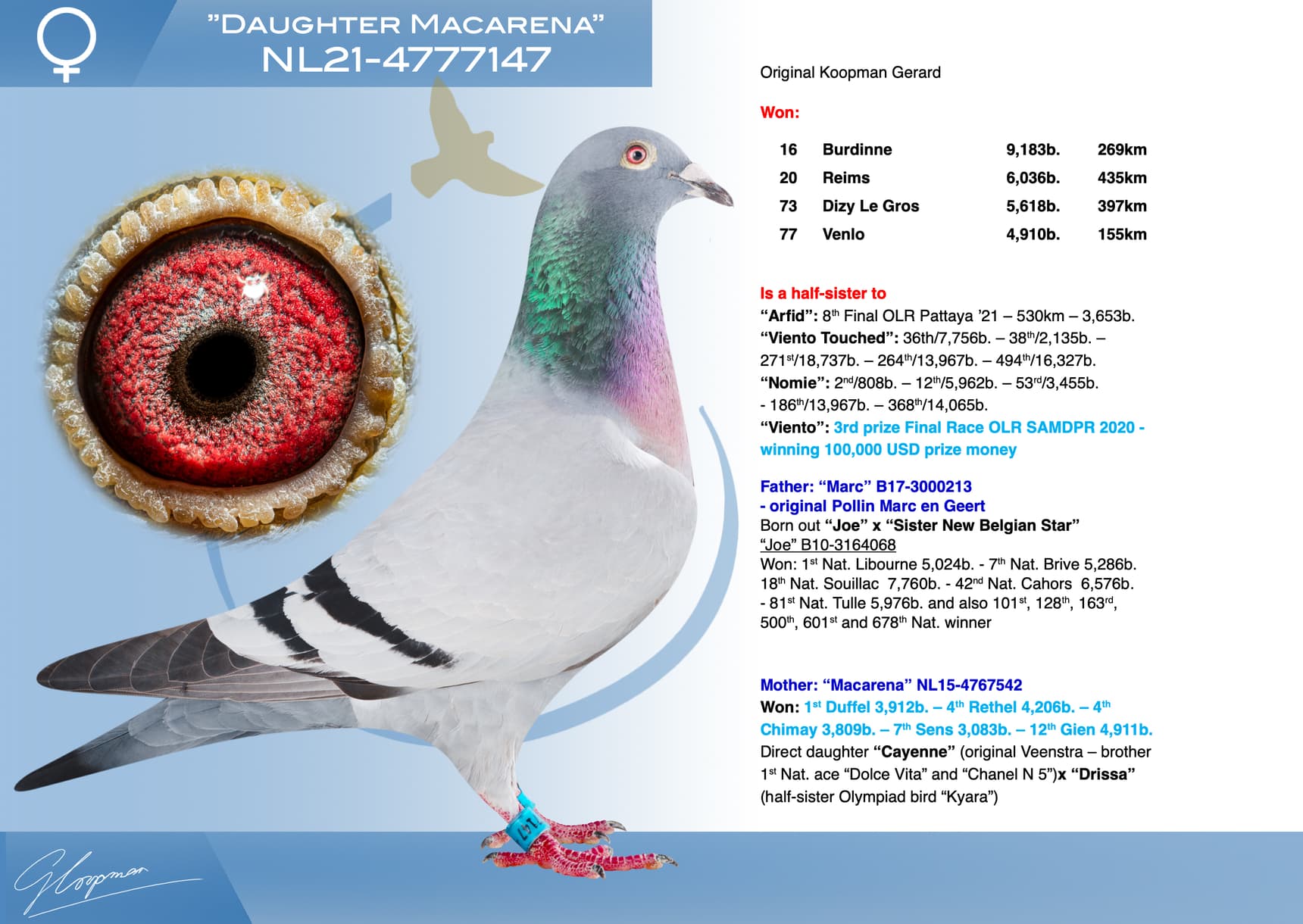 pigeon: undefined