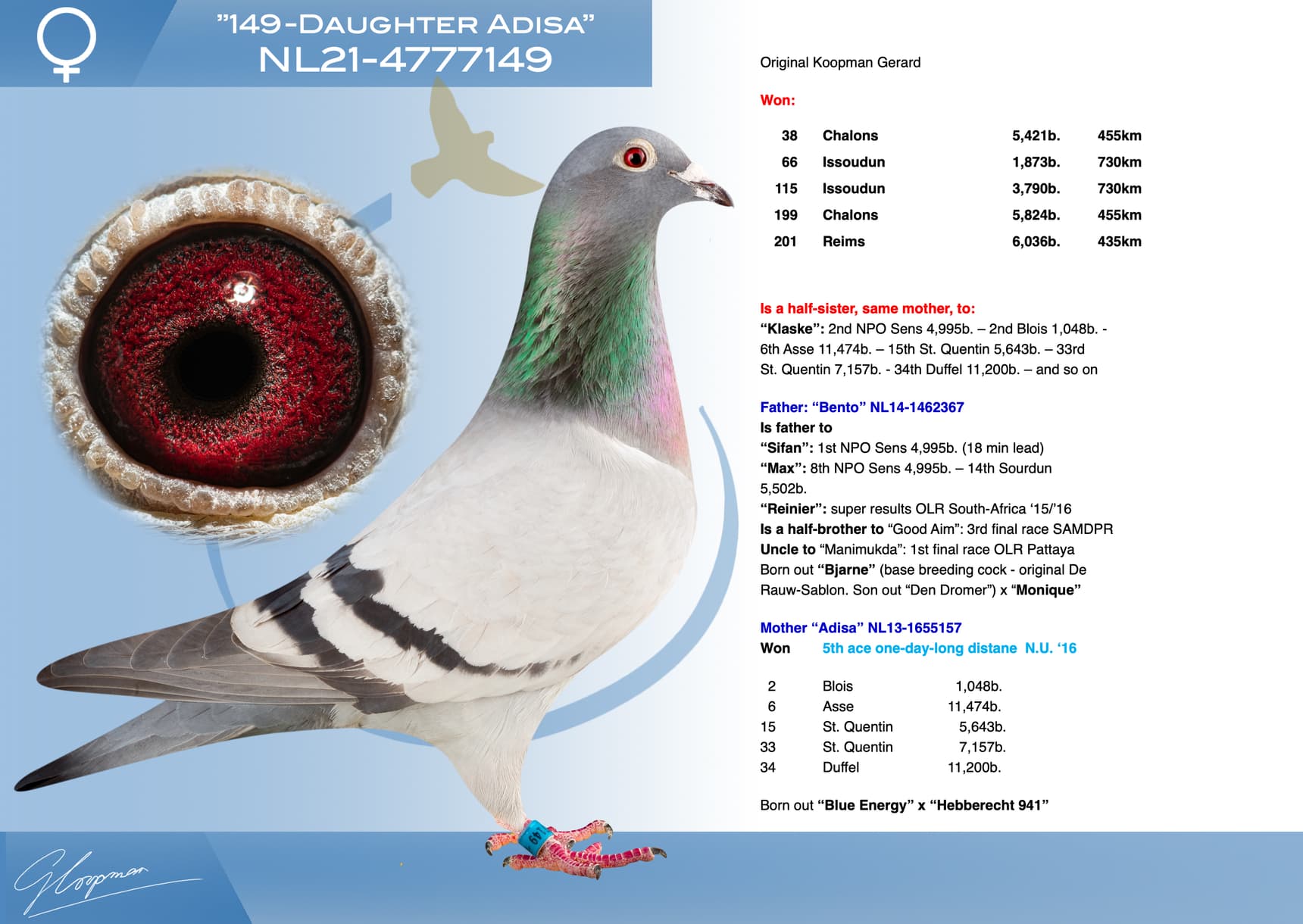 pigeon: undefined