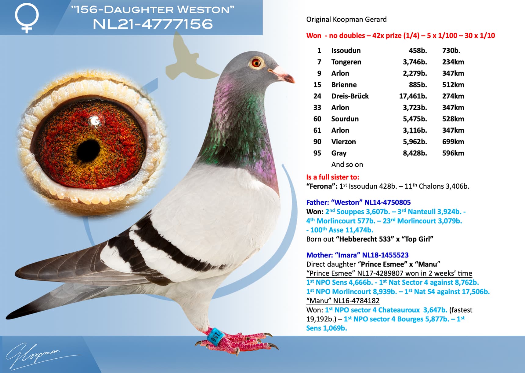 pigeon: undefined