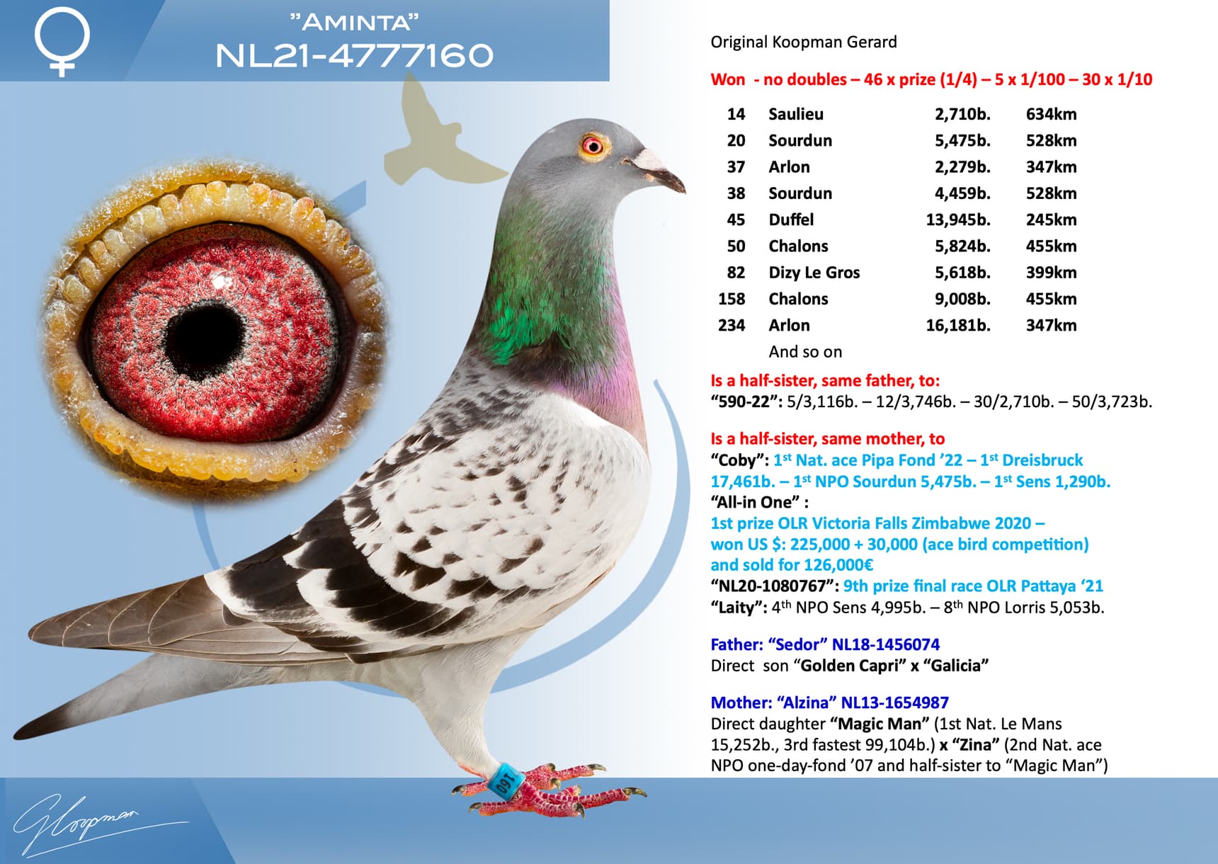 pigeon: undefined