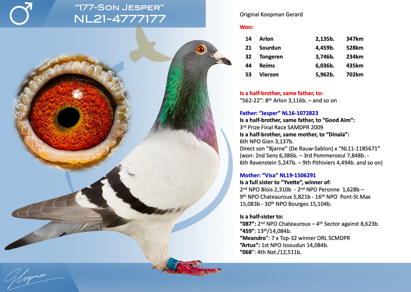 pigeon: undefined