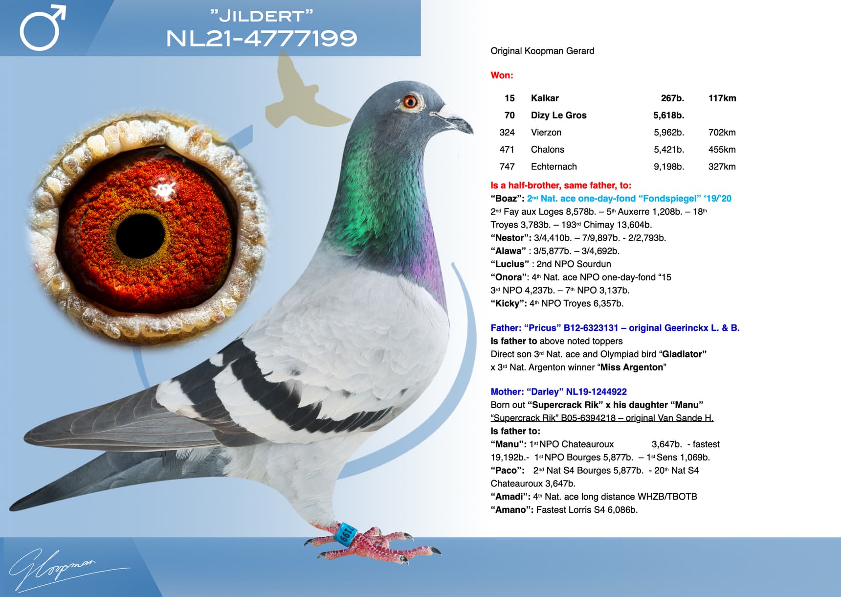 pigeon: undefined