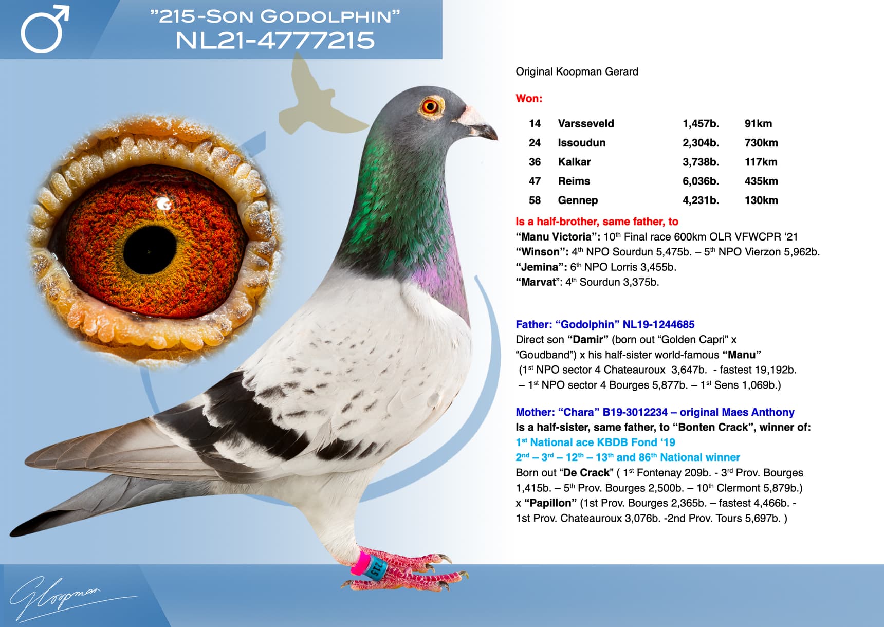 pigeon: undefined