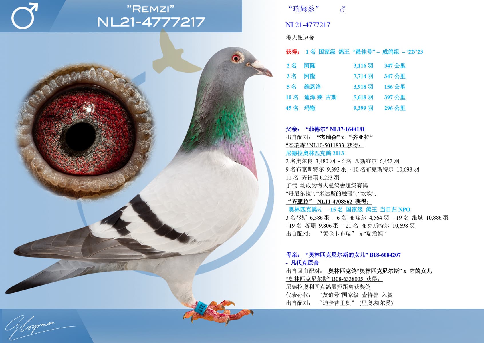 pigeon: undefined