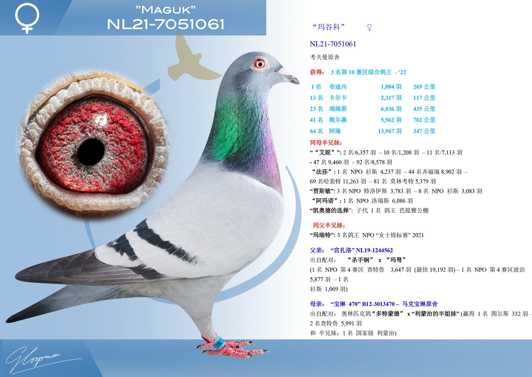 pigeon: undefined