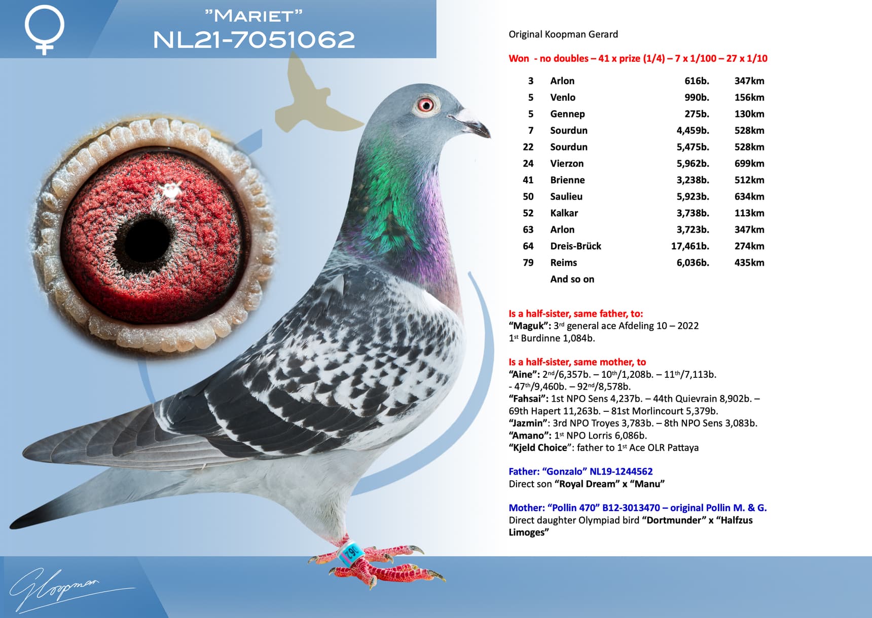 pigeon: undefined