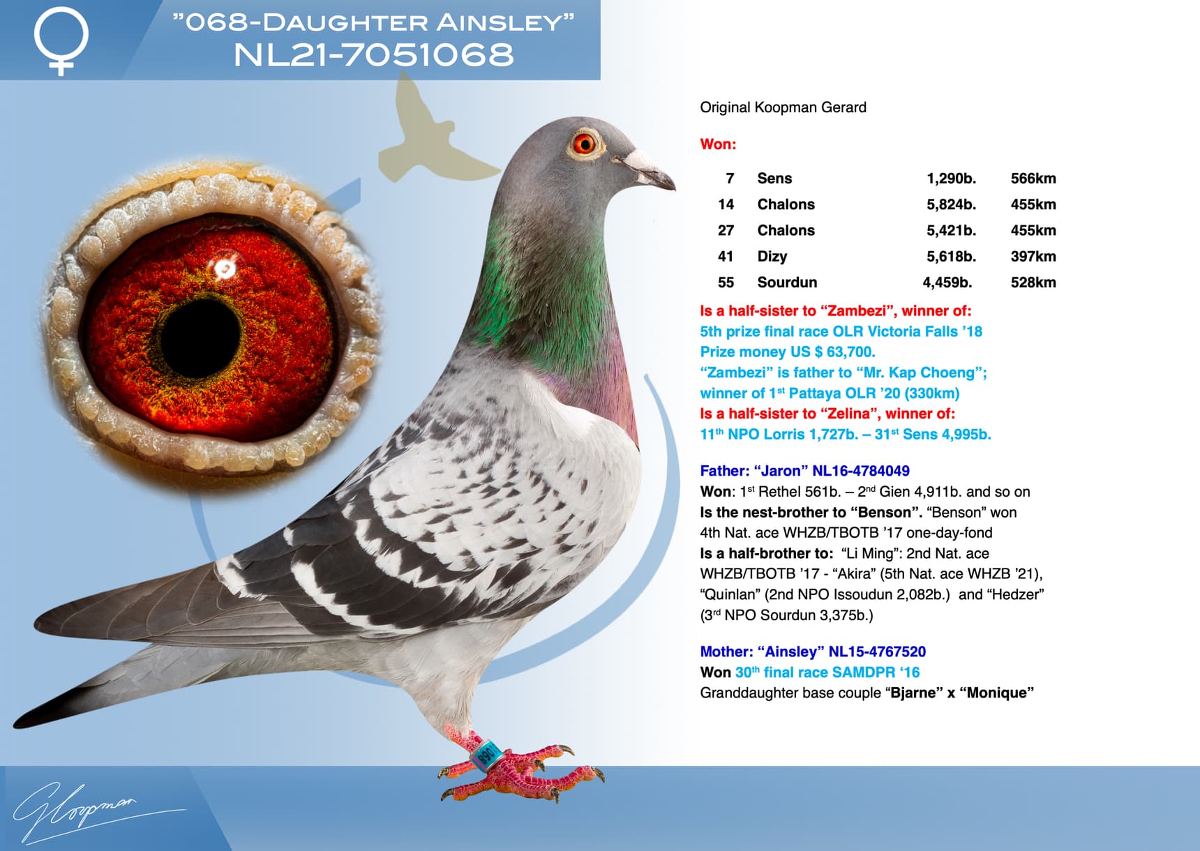 pigeon: undefined