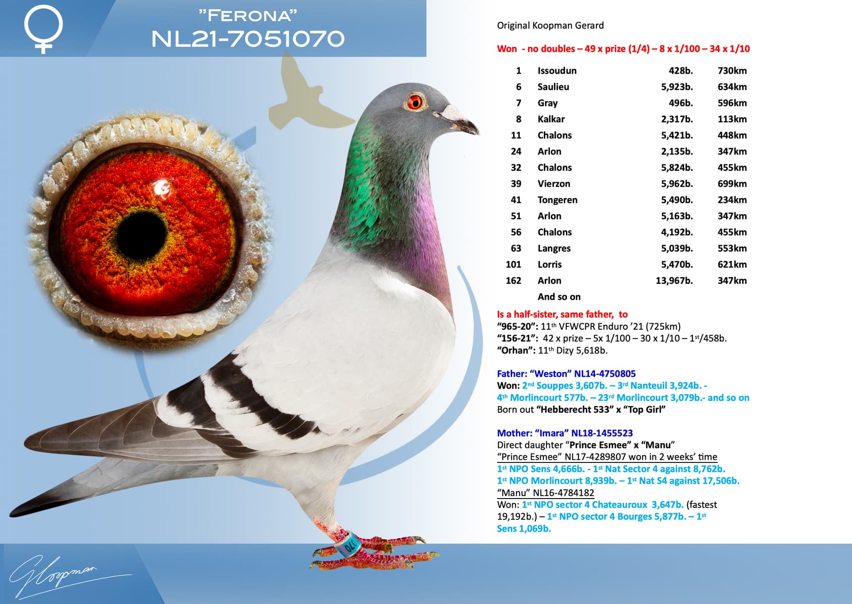 pigeon: undefined