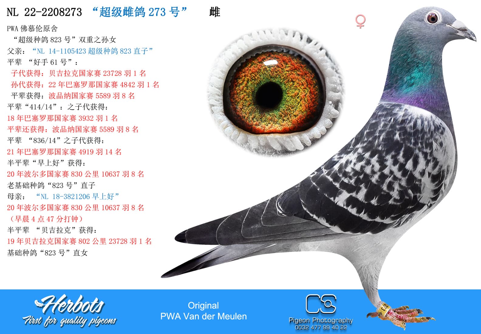 pigeon: undefined