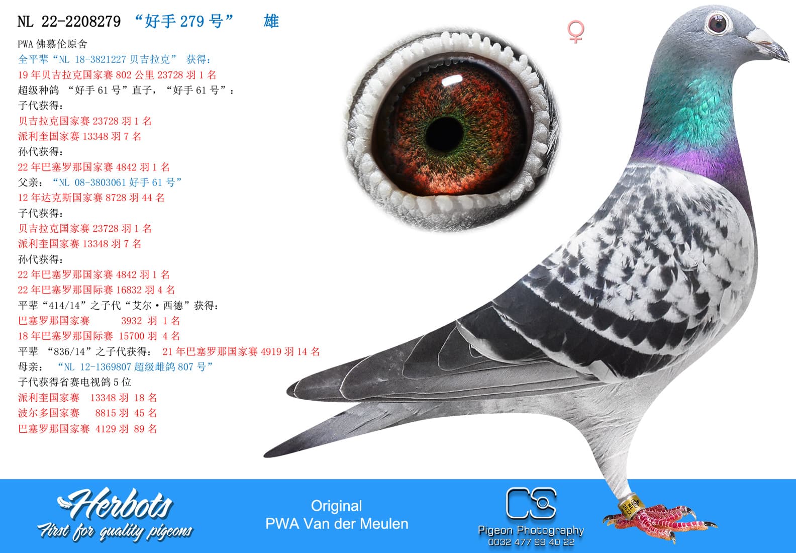 pigeon: undefined