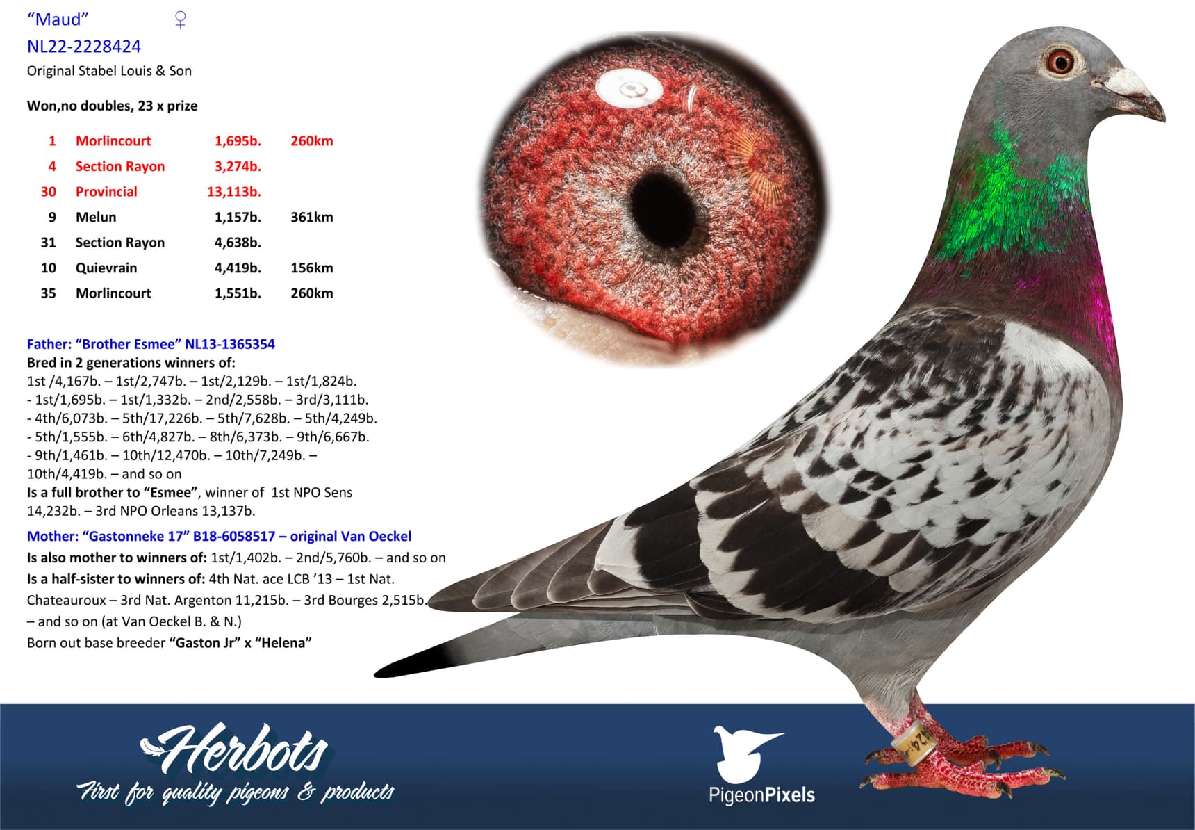 pigeon: undefined