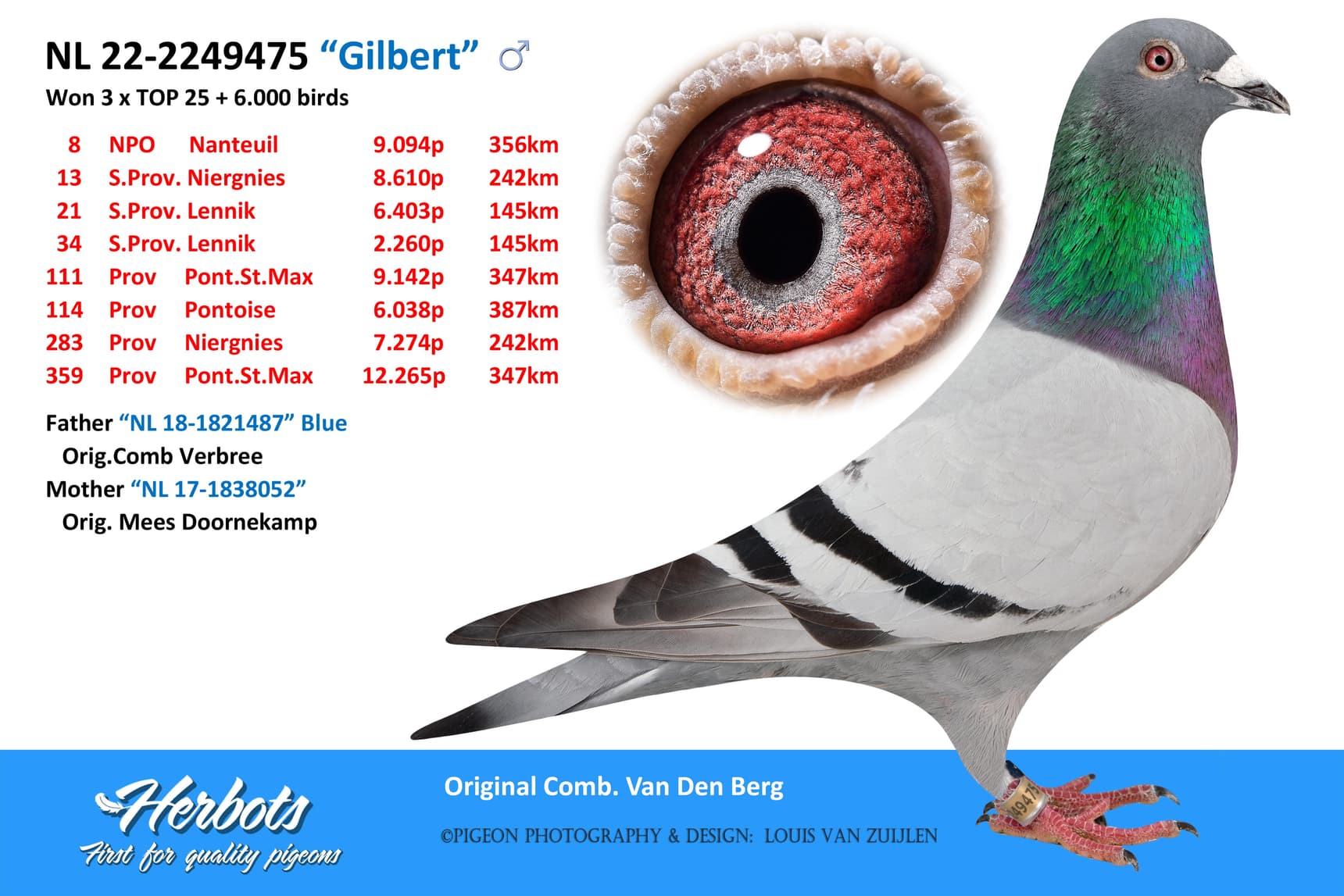 pigeon: “Gilbert”
