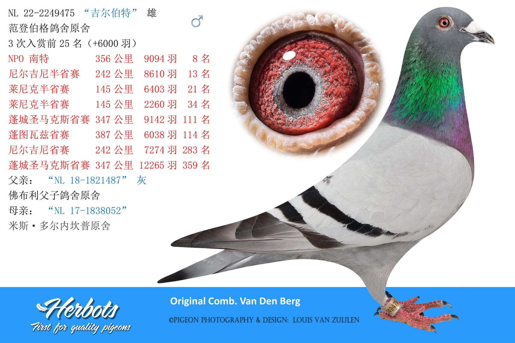 pigeon: “吉尔伯特”