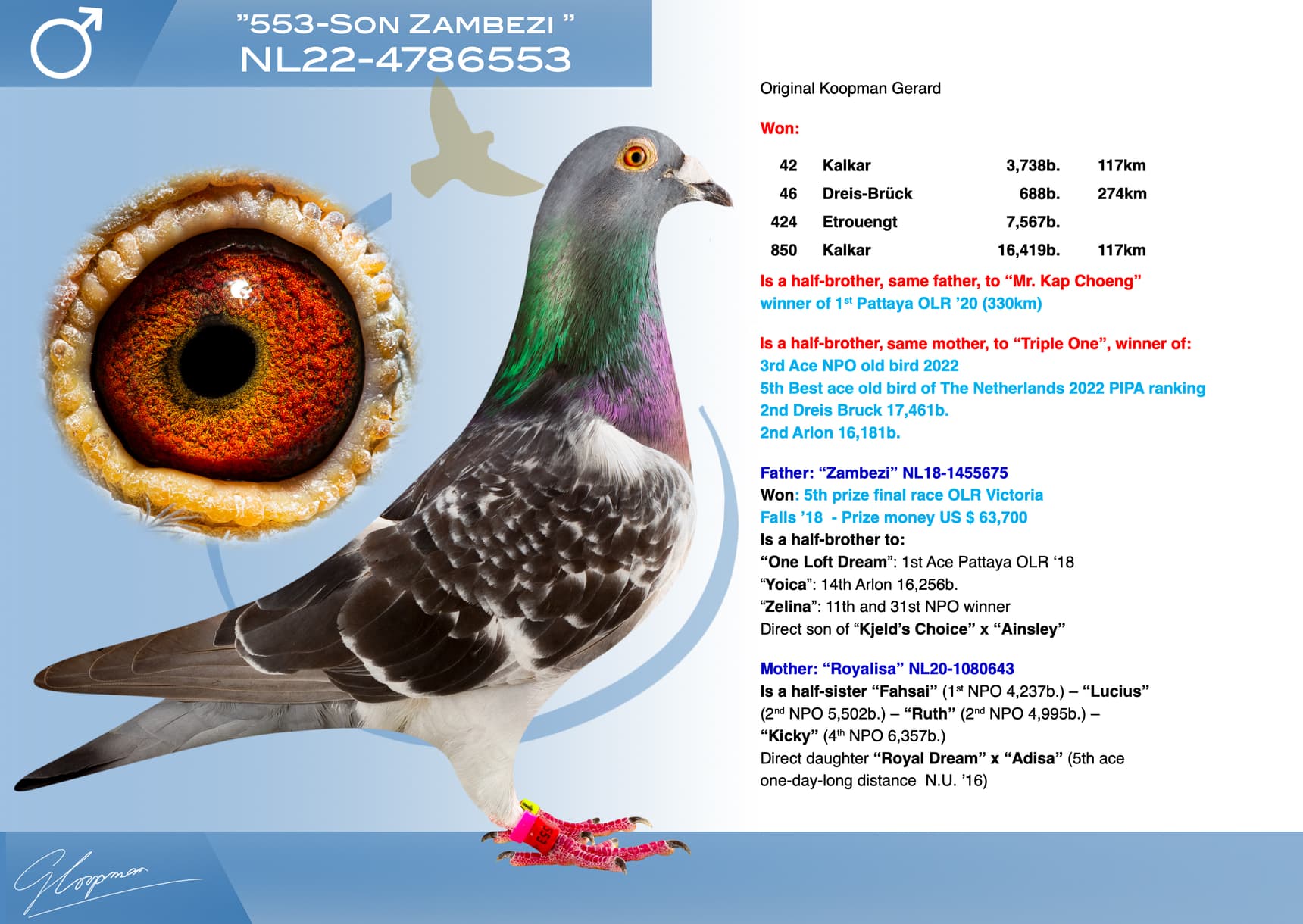 pigeon: undefined