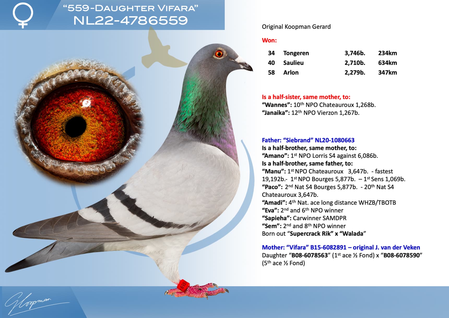 pigeon: undefined