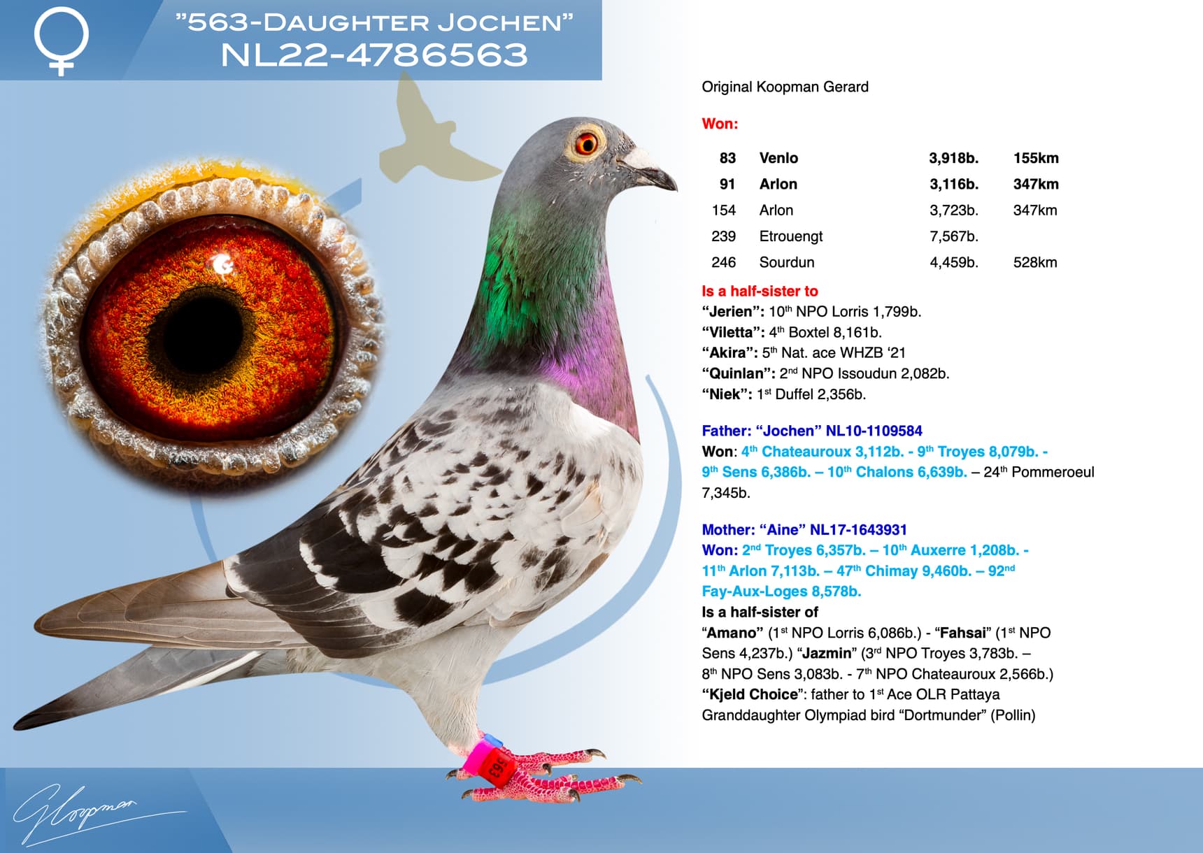 pigeon: undefined