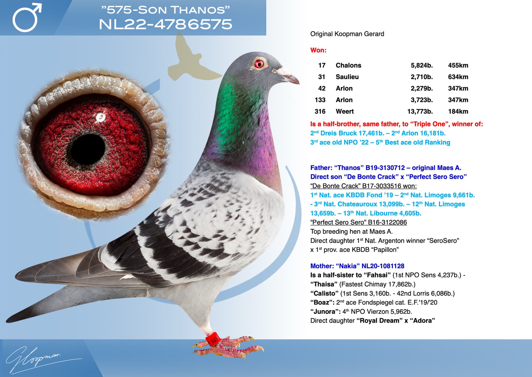 pigeon: undefined