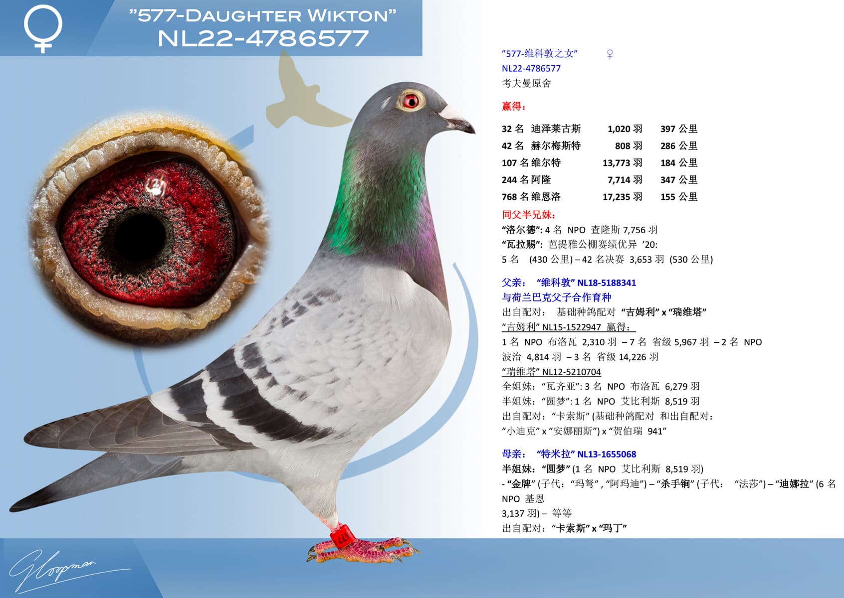 pigeon: undefined