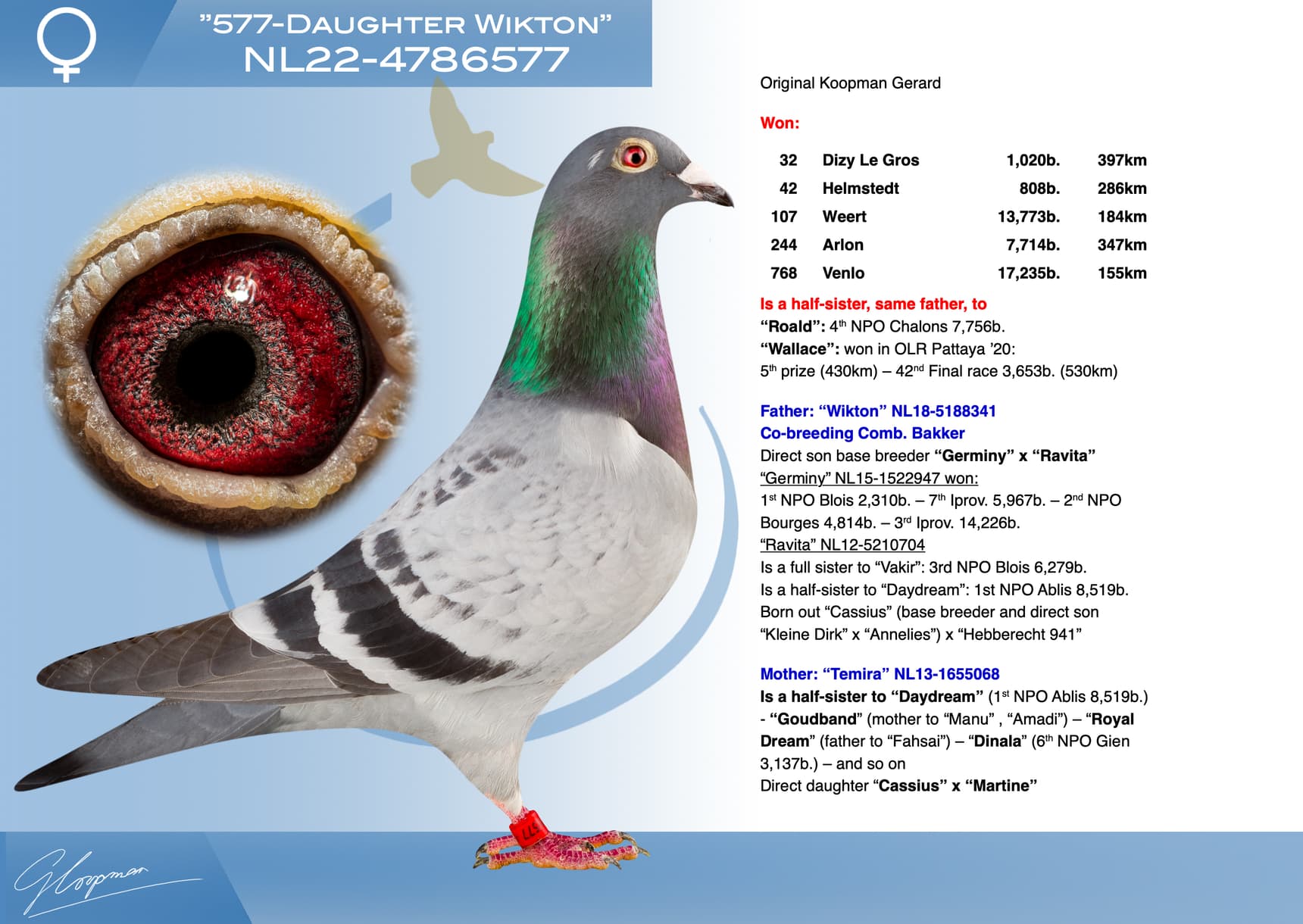 pigeon: undefined