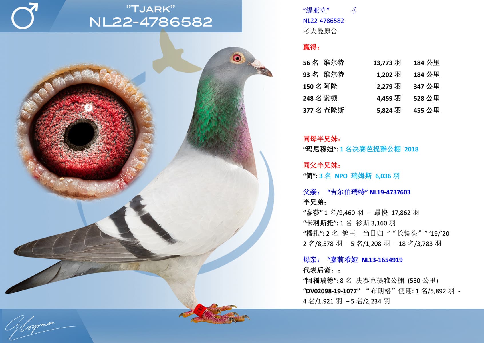 pigeon: undefined