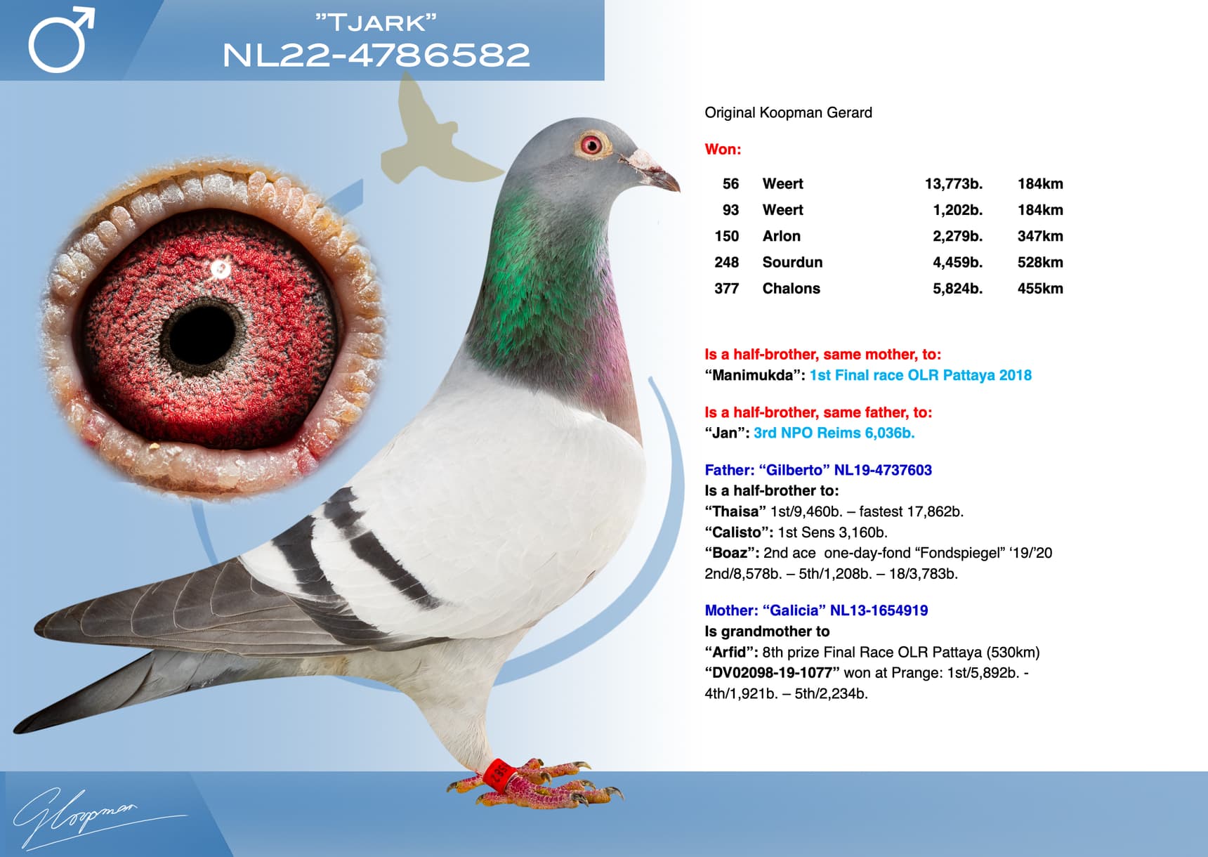 pigeon: undefined