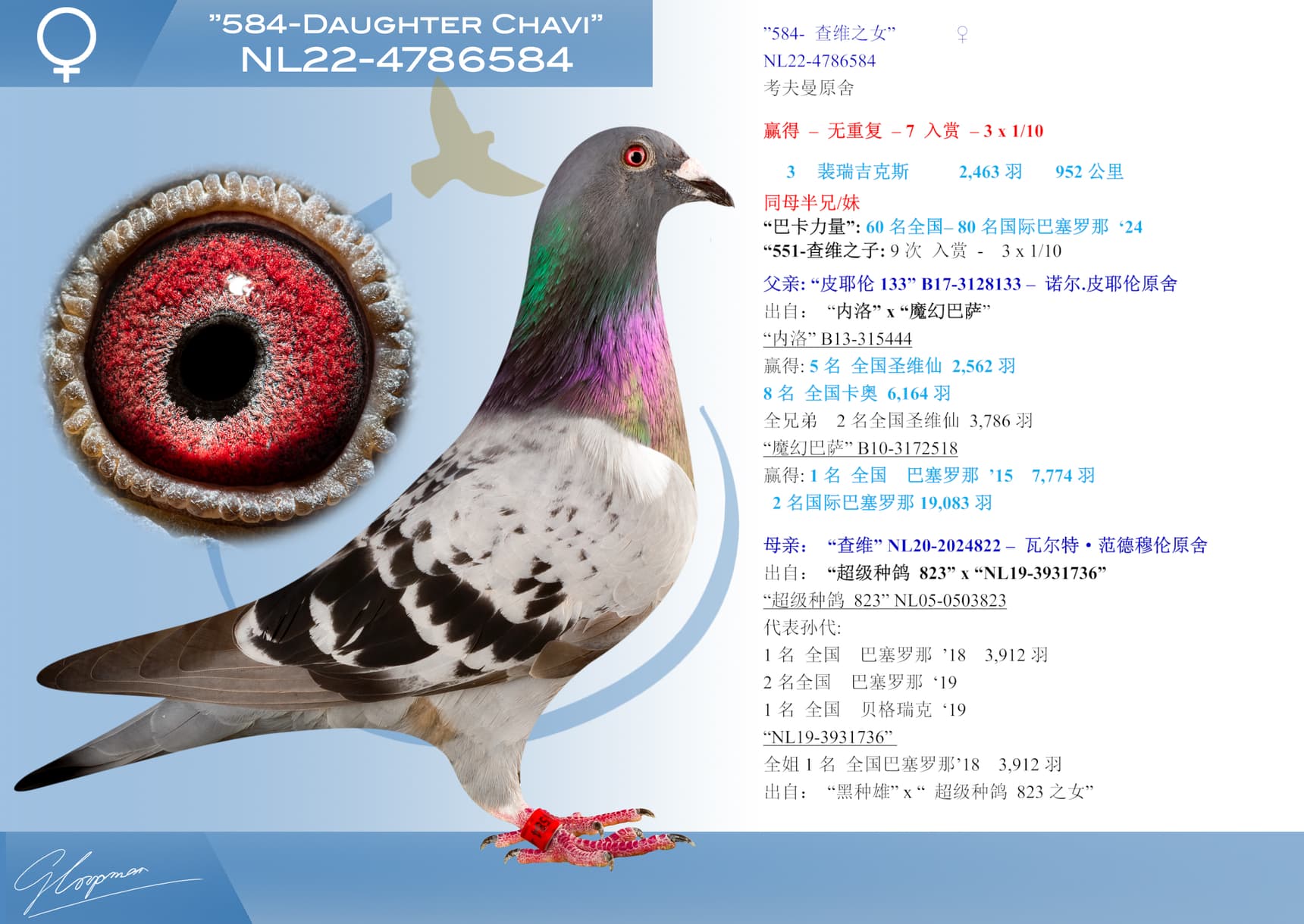 pigeon: ”584- 查维之女”