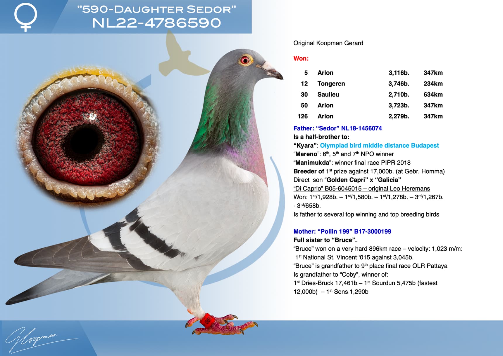 pigeon: undefined