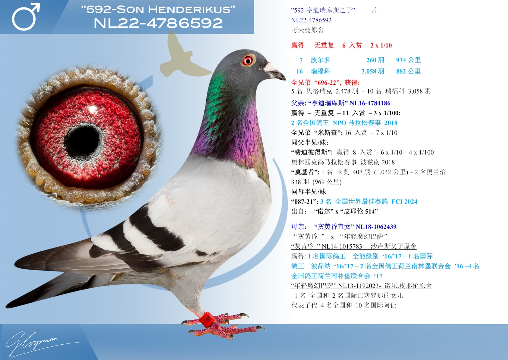 pigeon: ”592-亨迪瑞库斯之子”