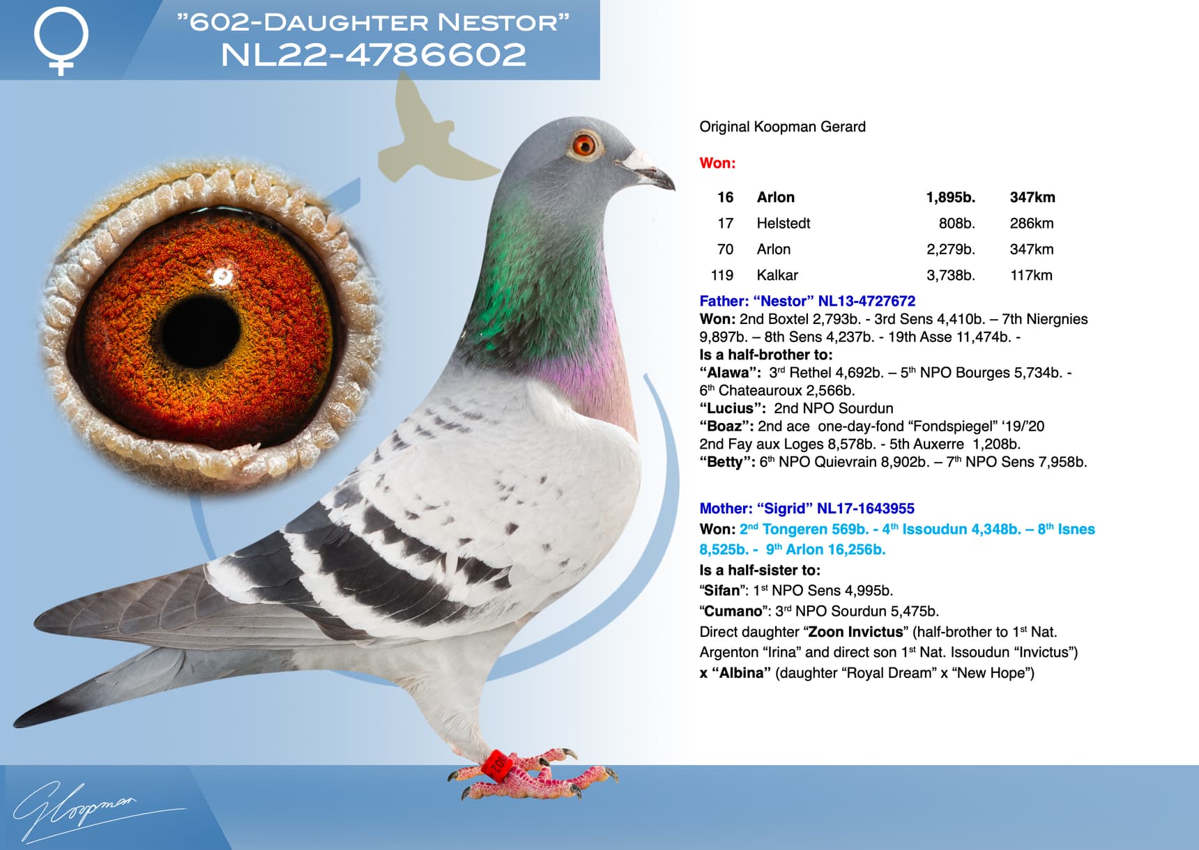 pigeon: undefined