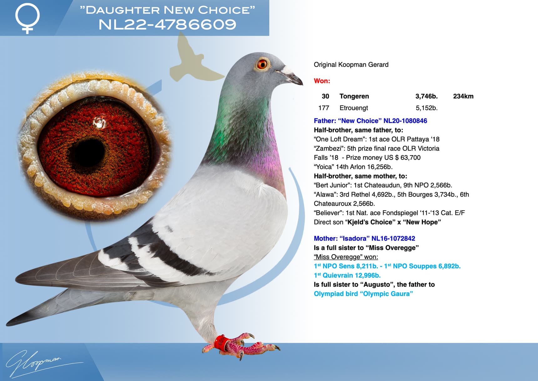 pigeon: undefined