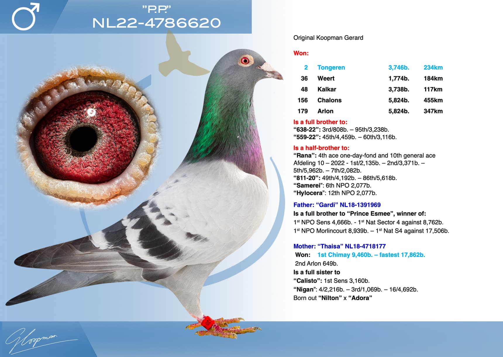 pigeon: undefined