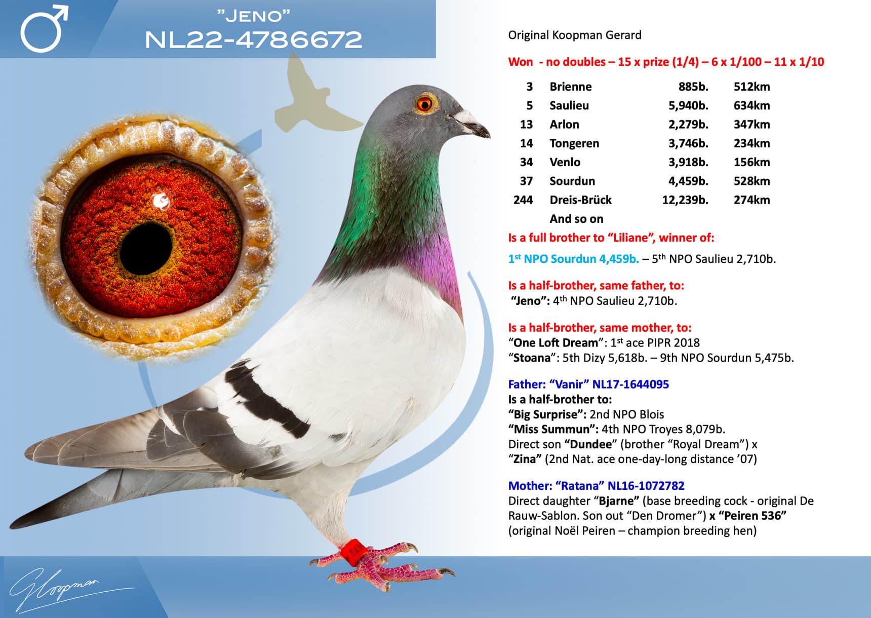 pigeon: undefined