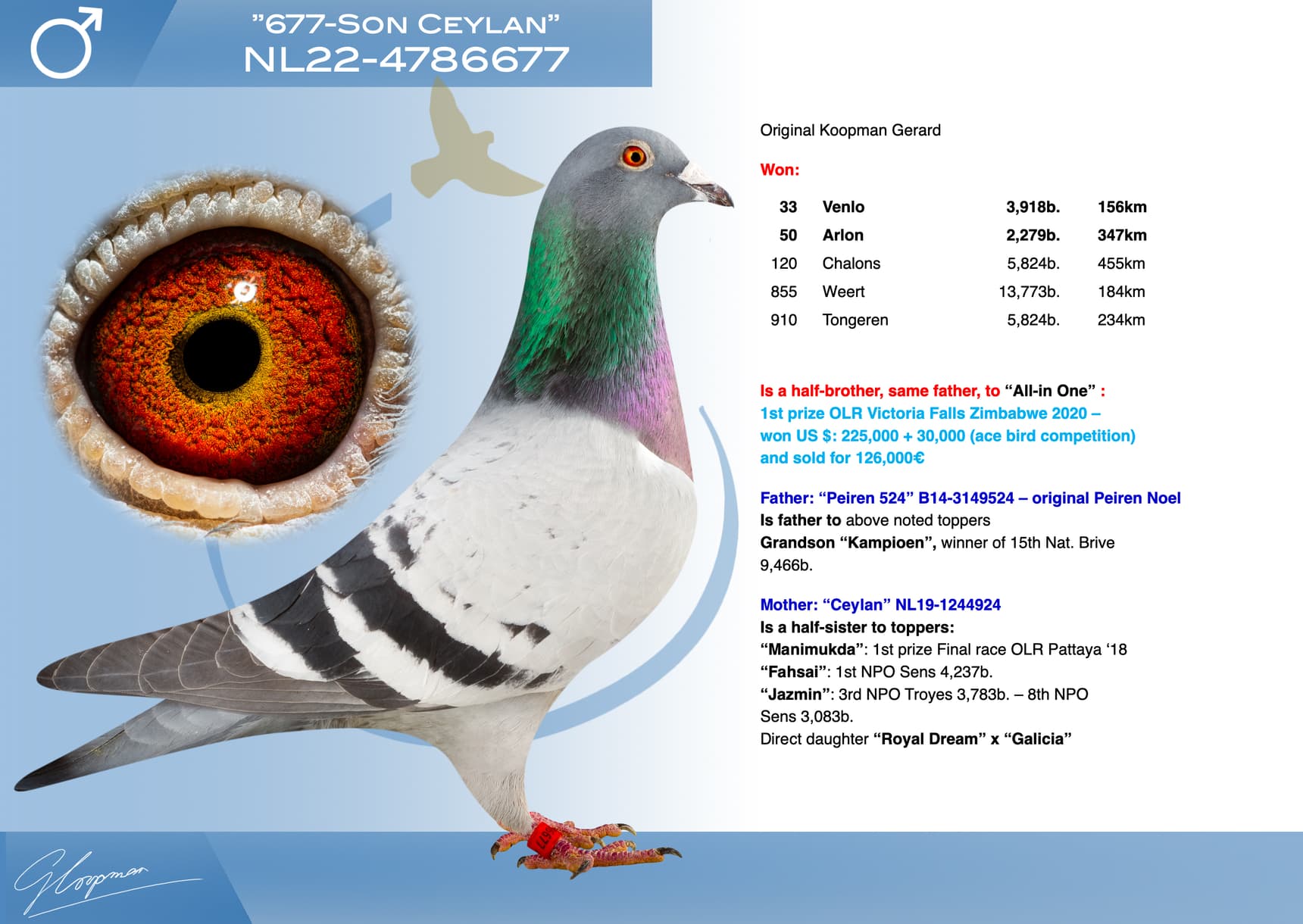pigeon: undefined