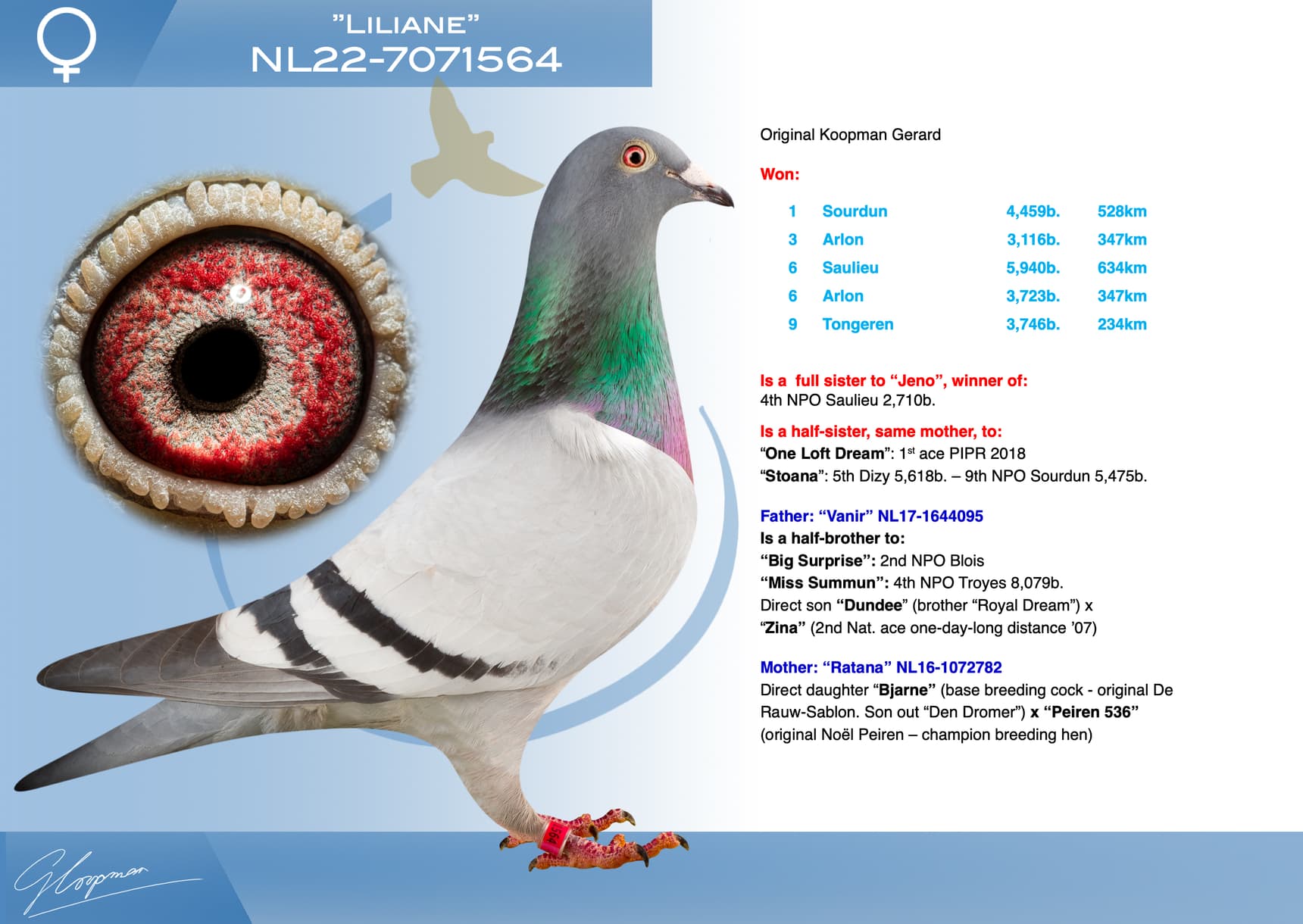 pigeon: undefined