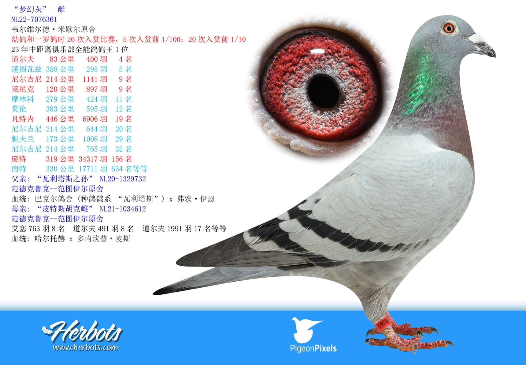 pigeon: undefined