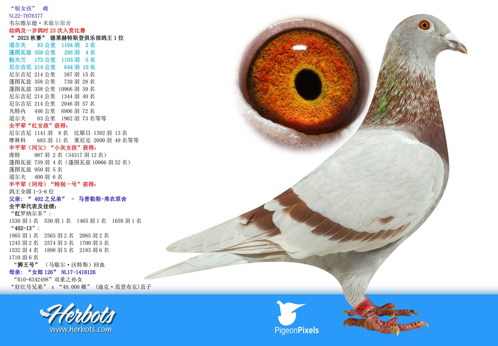 pigeon: undefined