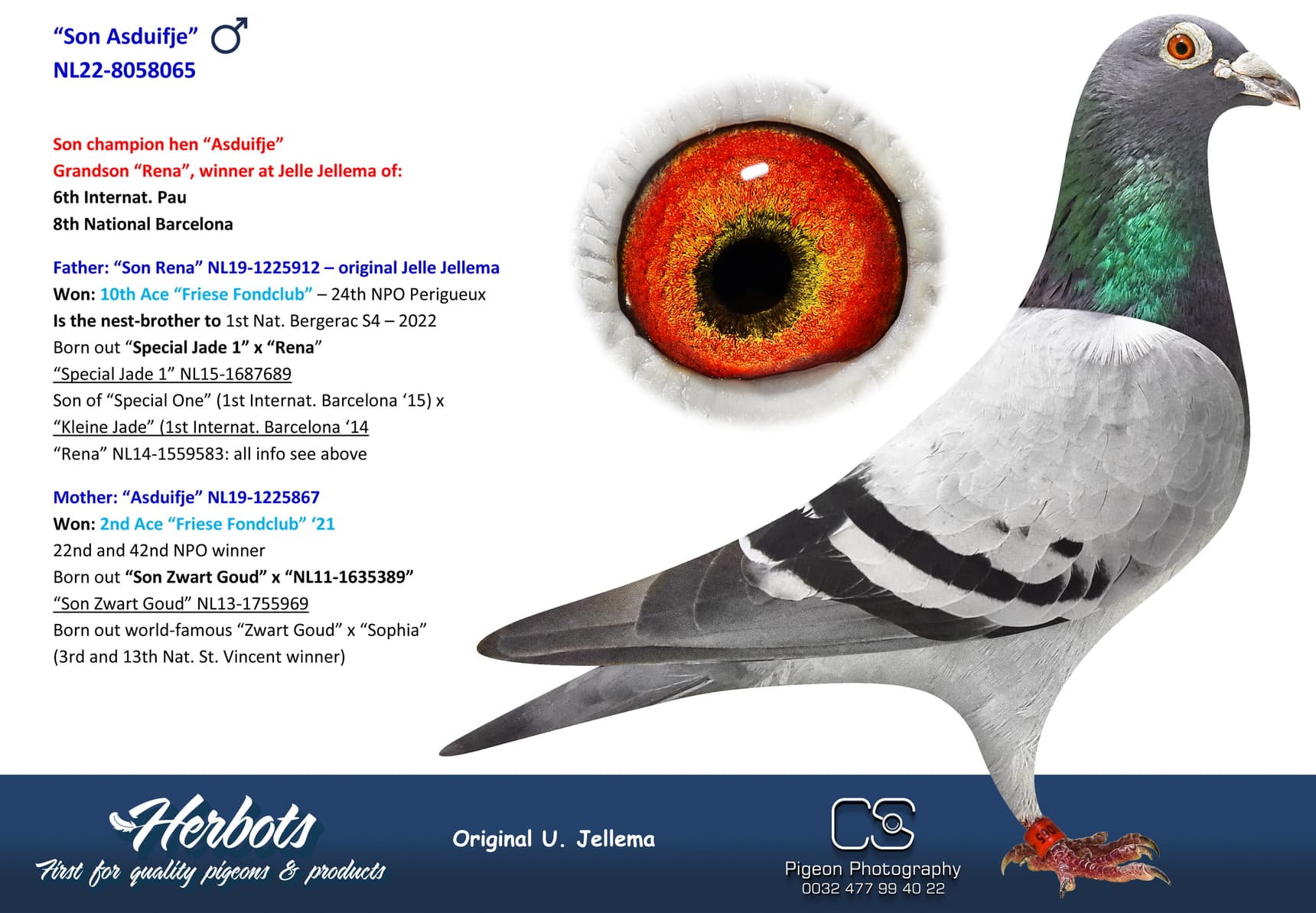 pigeon: undefined