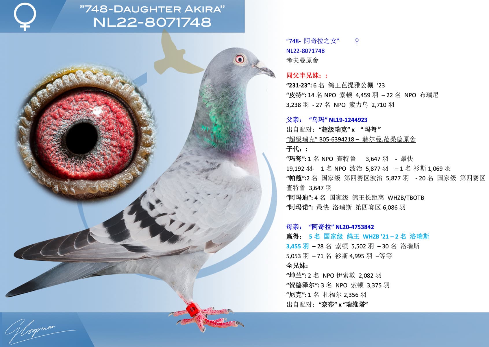 pigeon: undefined