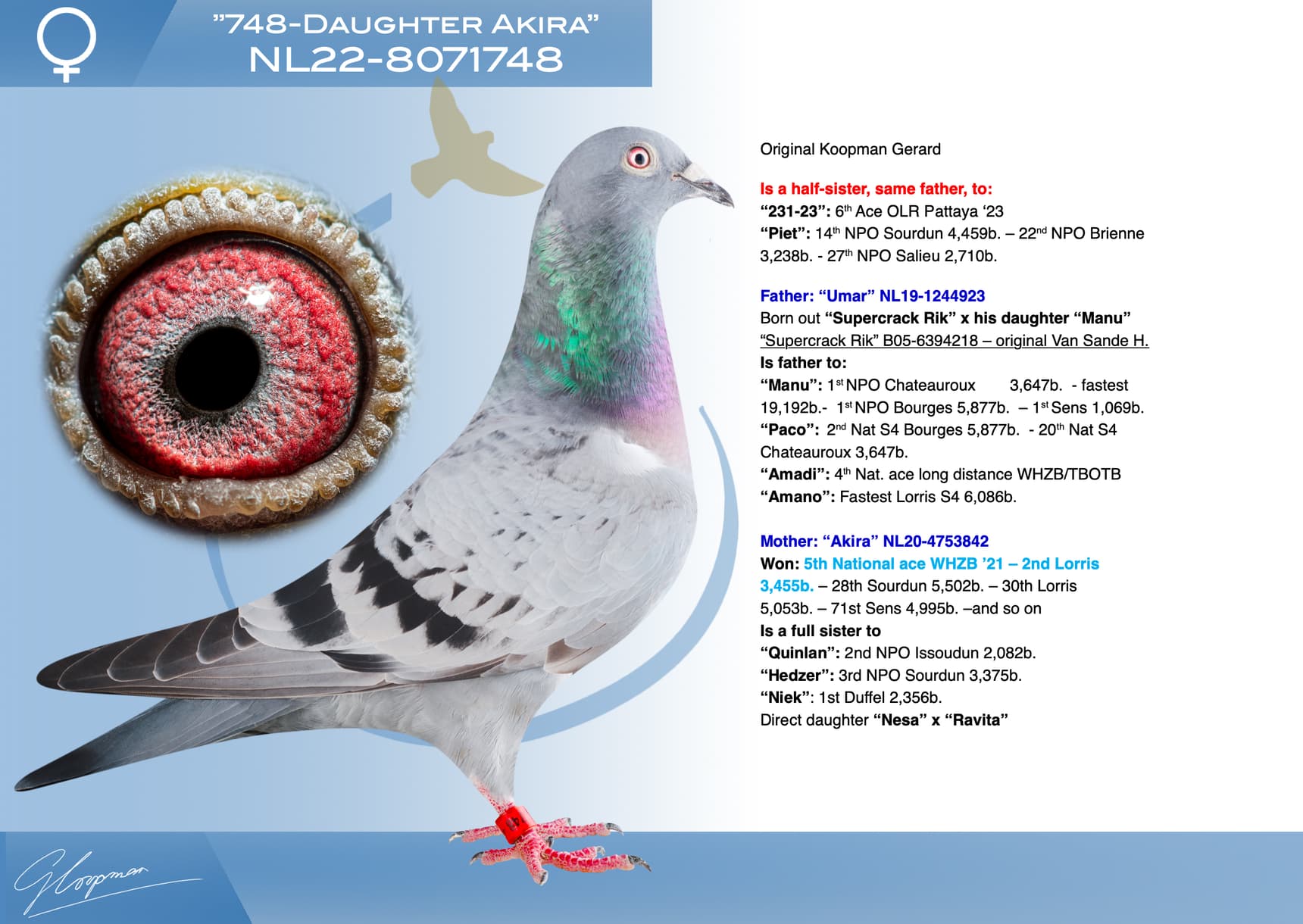 pigeon: undefined