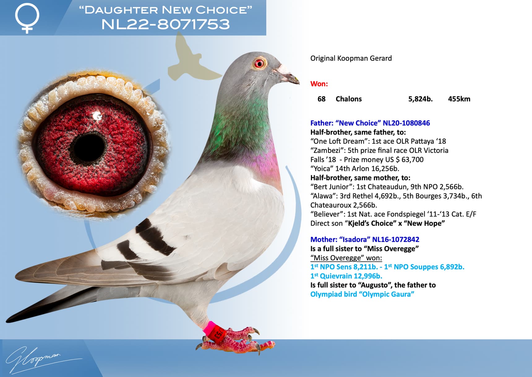 pigeon: undefined