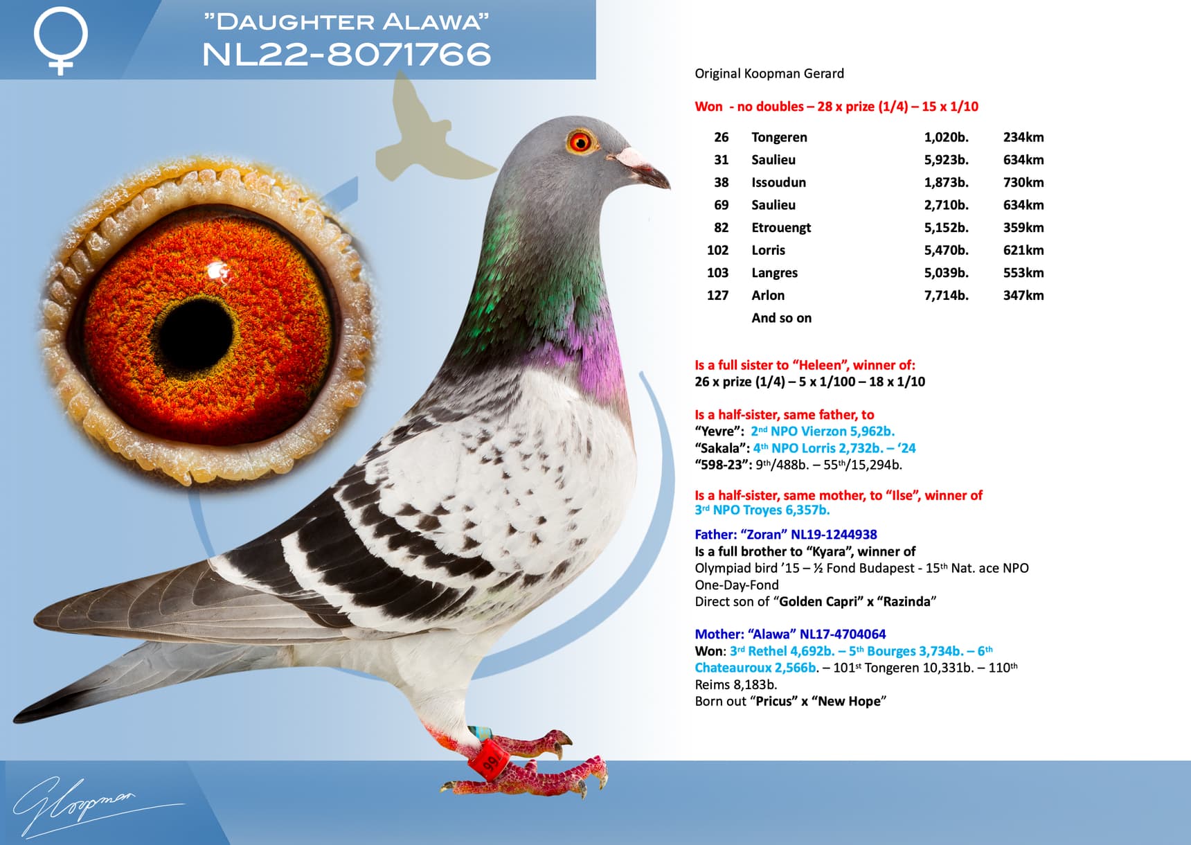 pigeon: undefined
