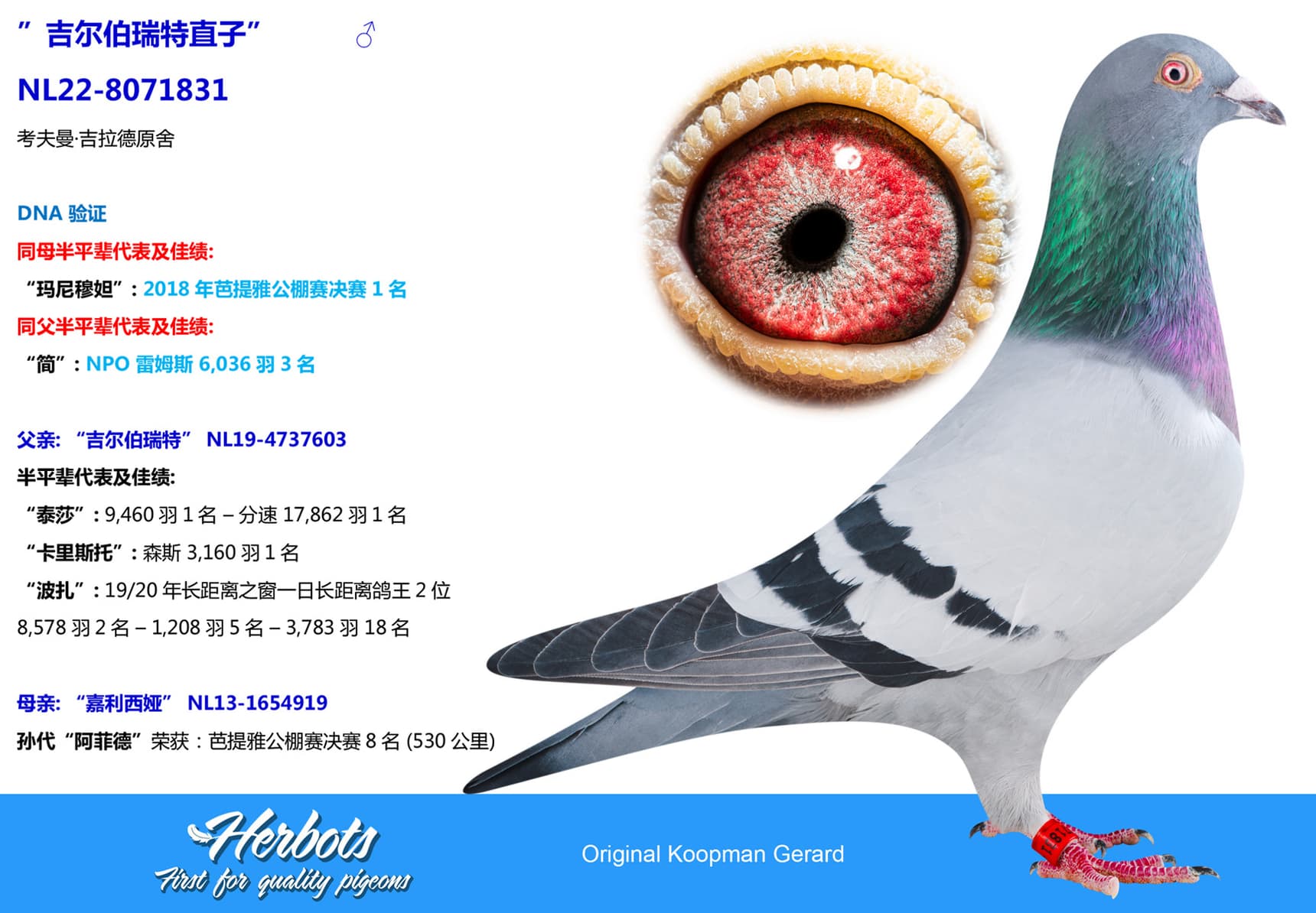 pigeon: undefined