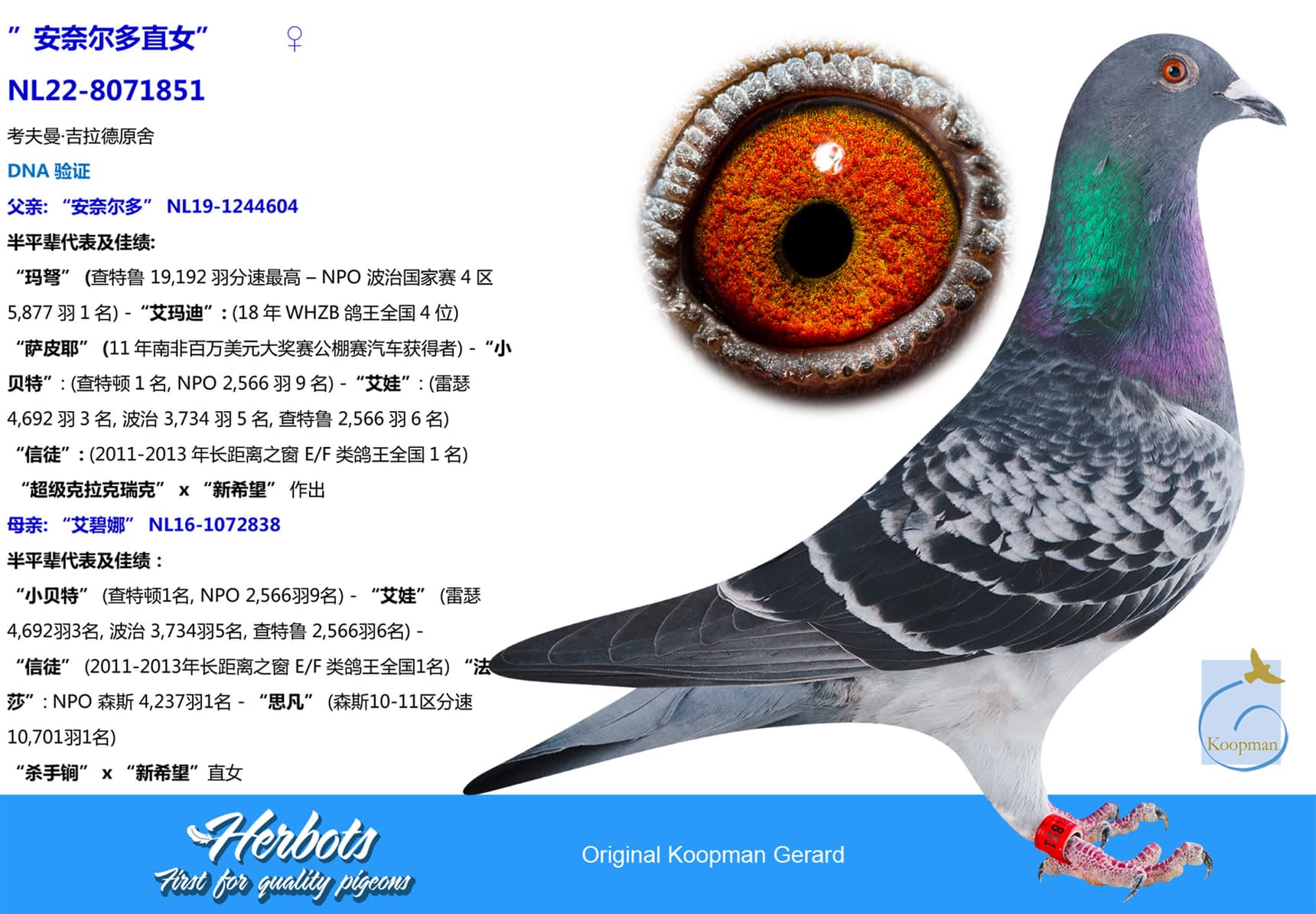 pigeon: undefined