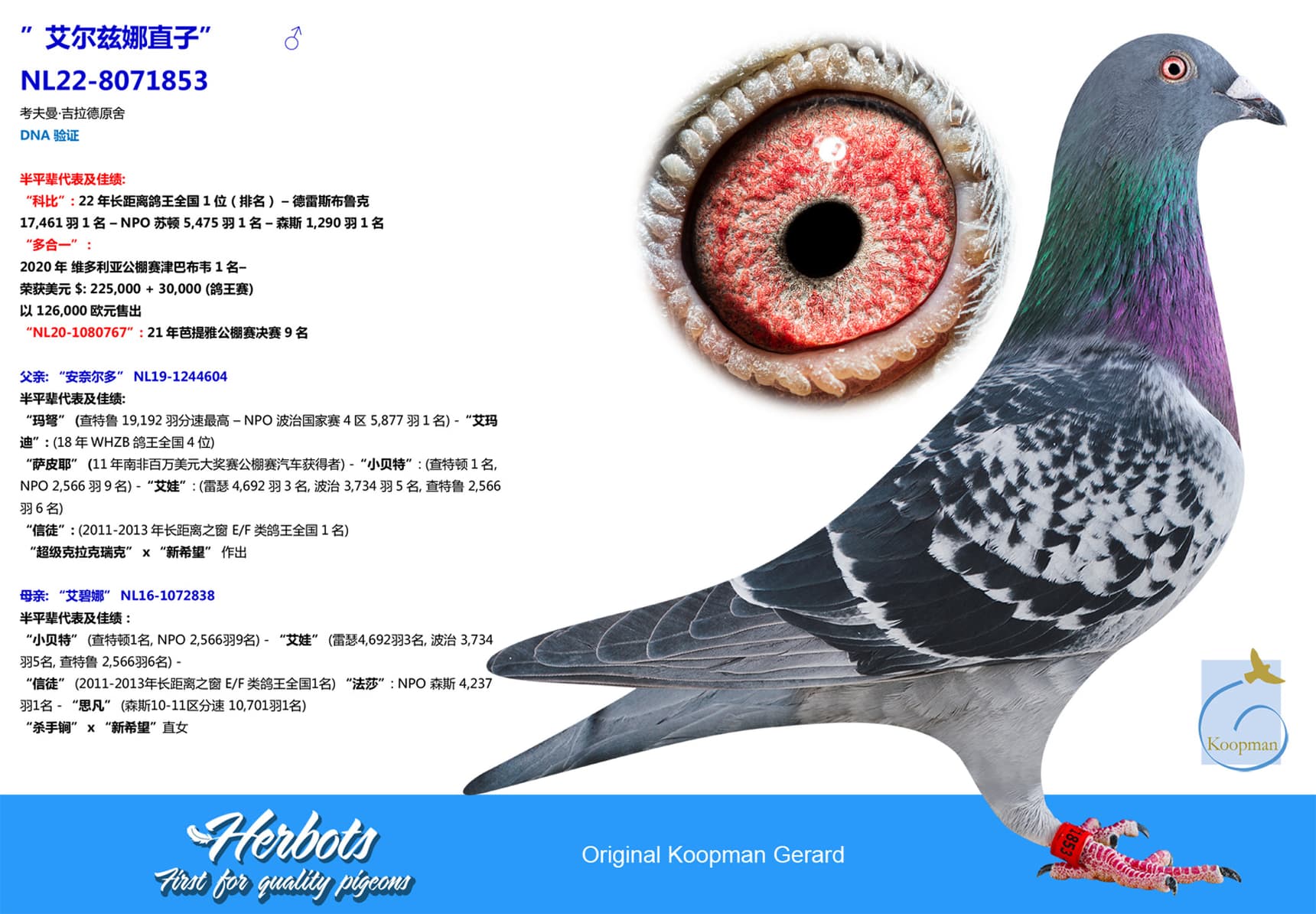 pigeon: undefined