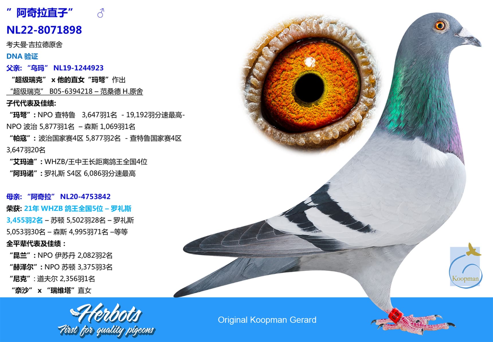 pigeon: undefined
