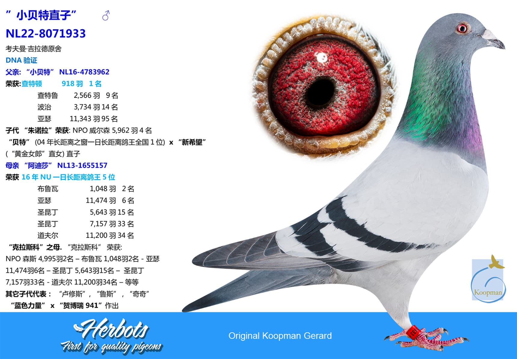 pigeon: undefined
