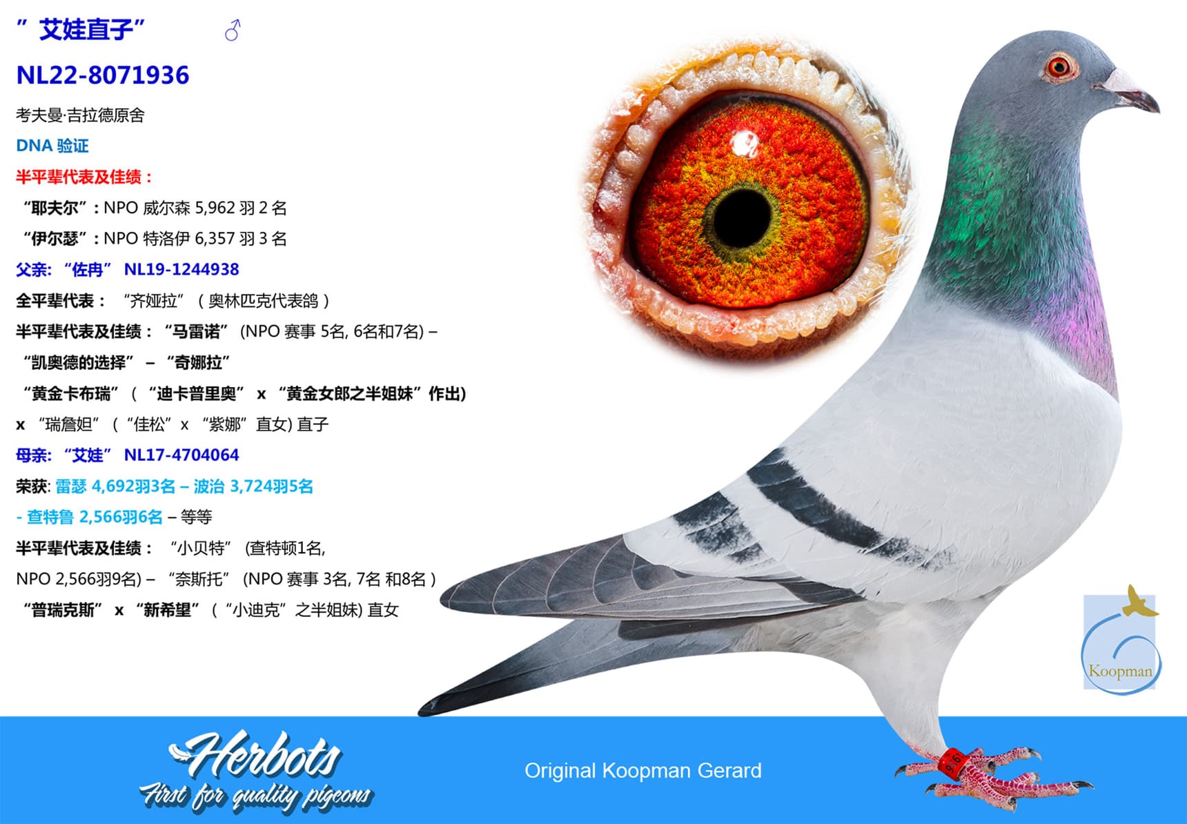 pigeon: undefined