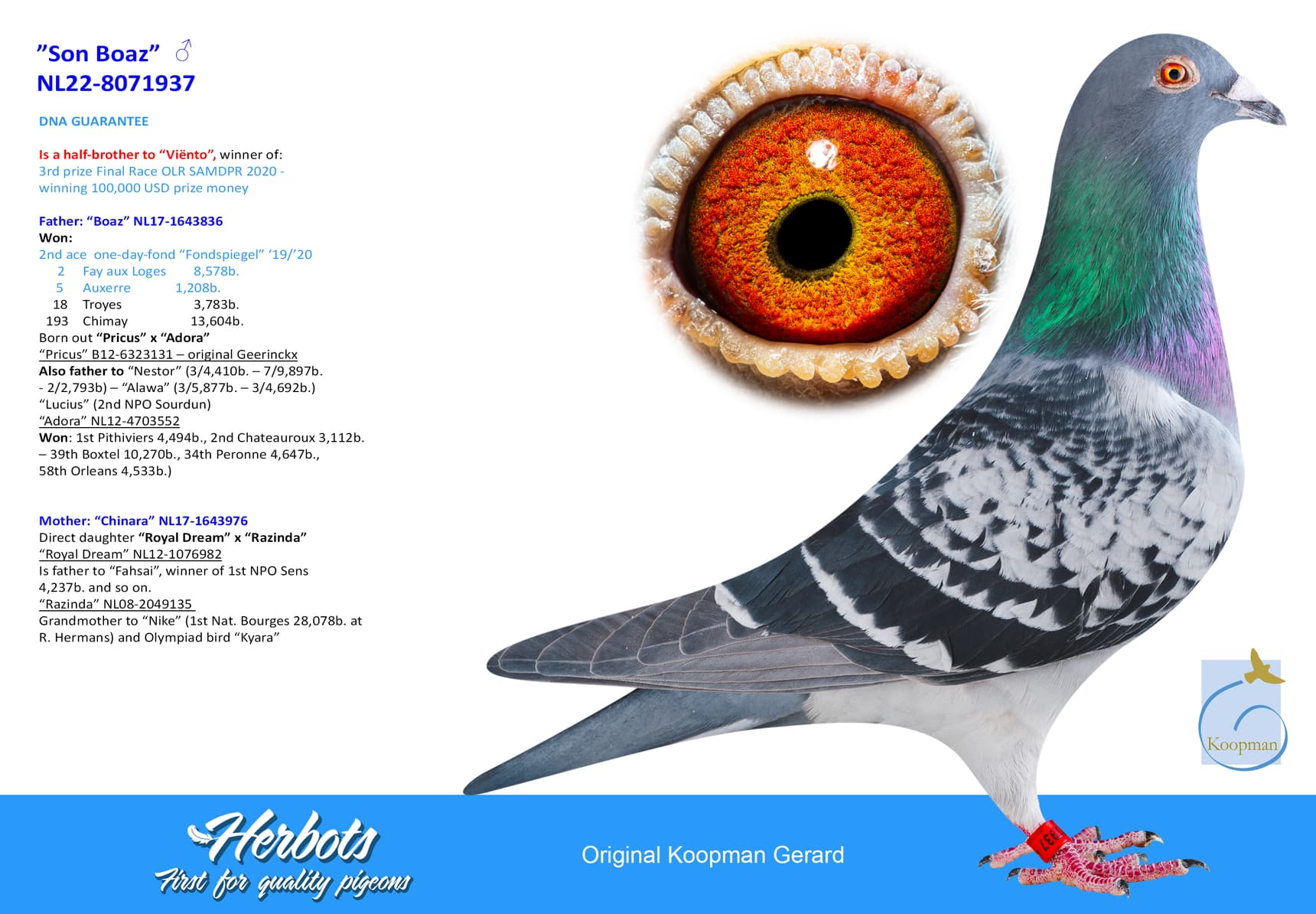 pigeon: undefined