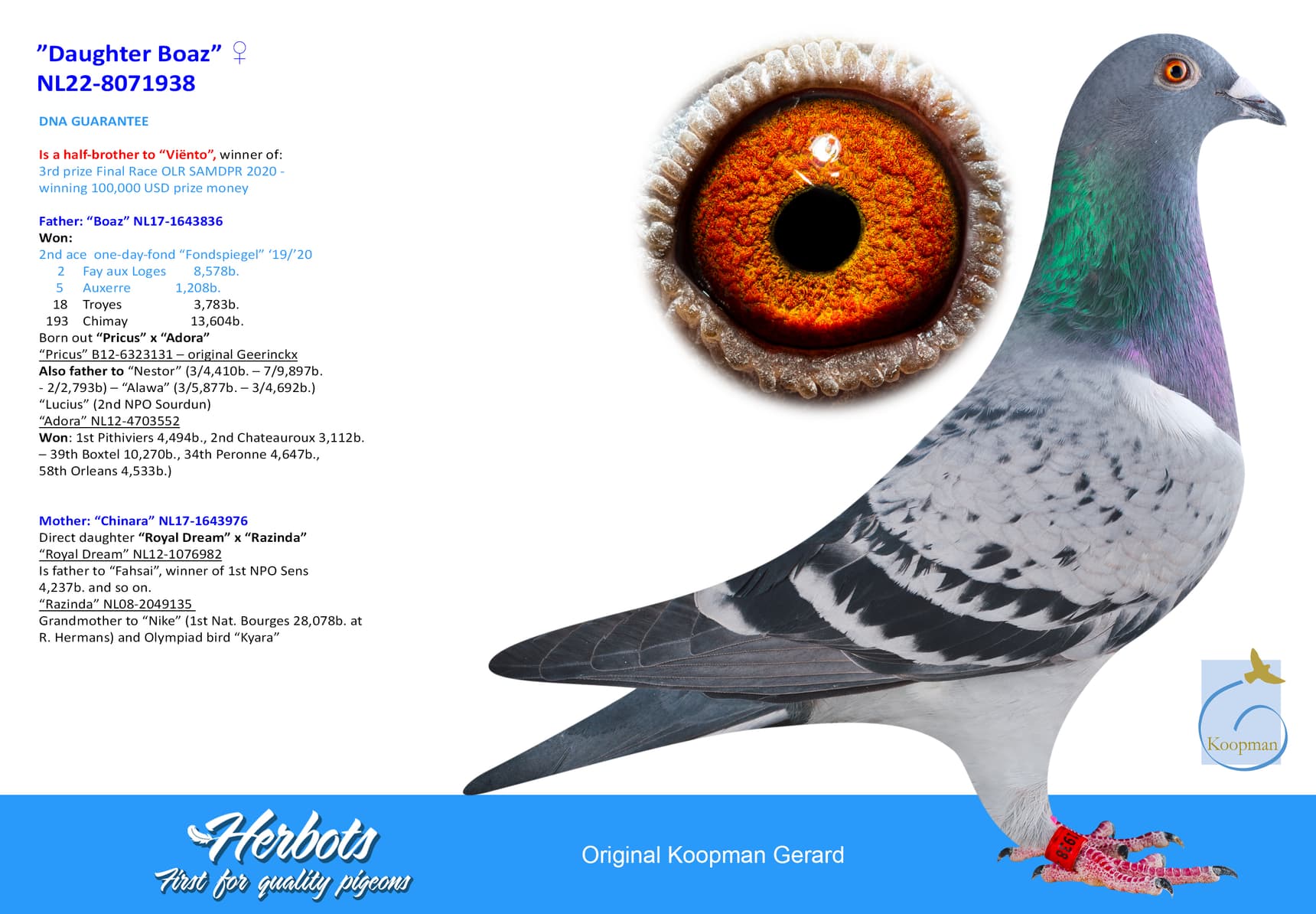 pigeon: undefined