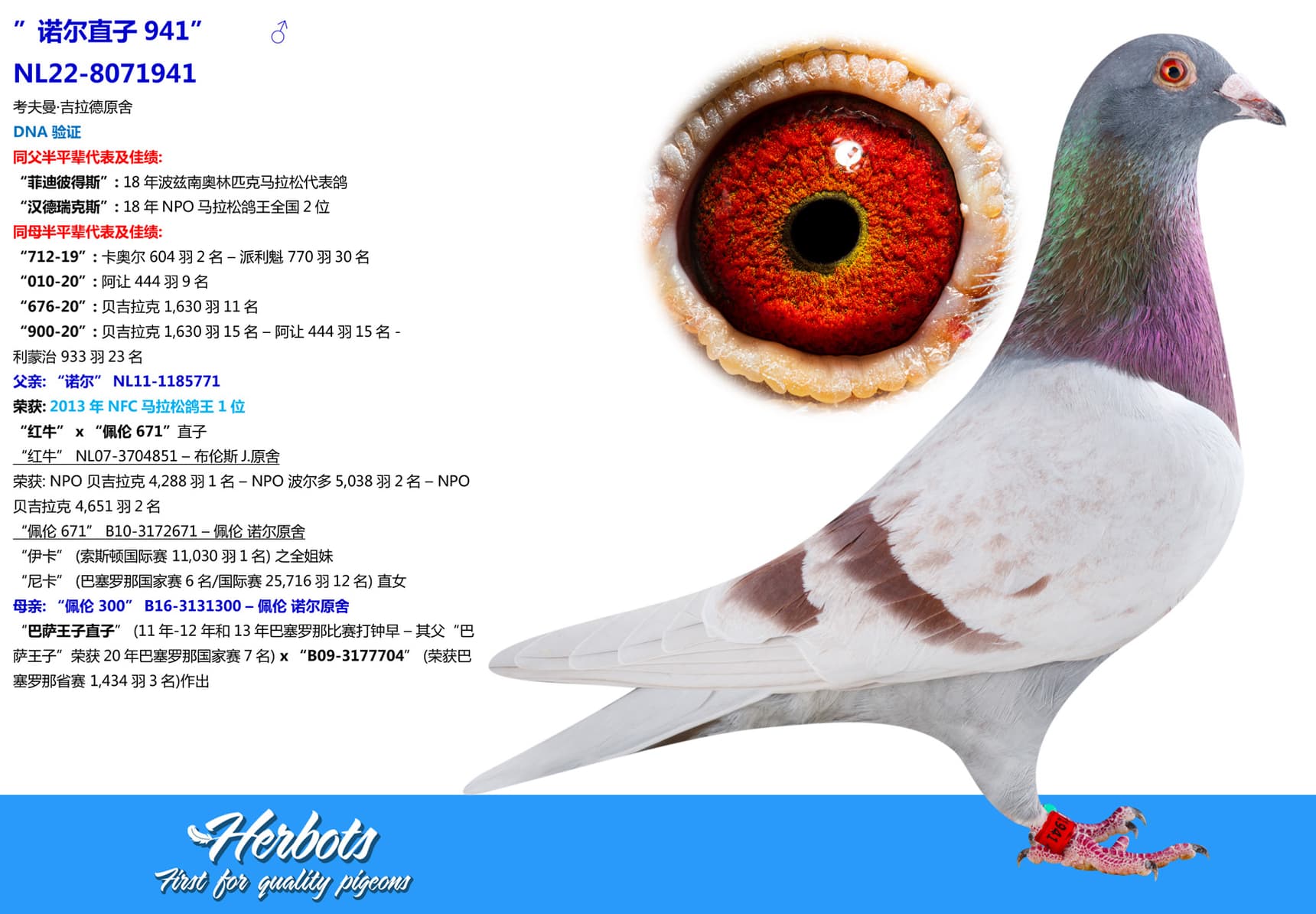 pigeon: undefined